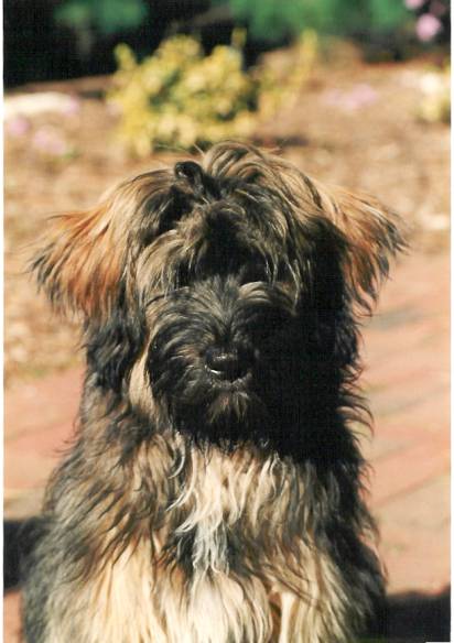 brindle tibetan terrier